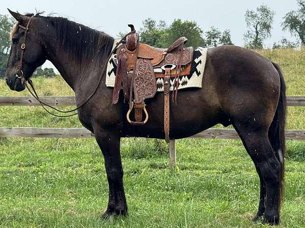 advanced-beginner-friesian-horse