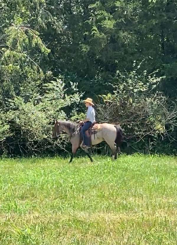 quarter-horse-mare