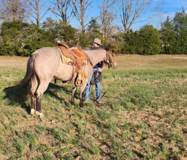 build-quarter-horse