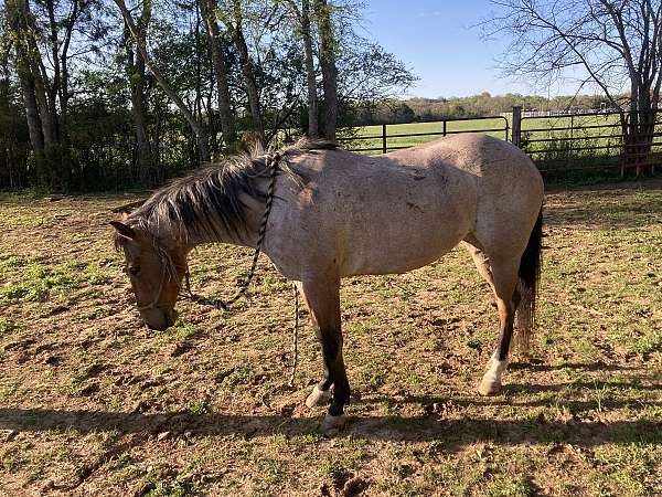 broodmare-quarter-horse