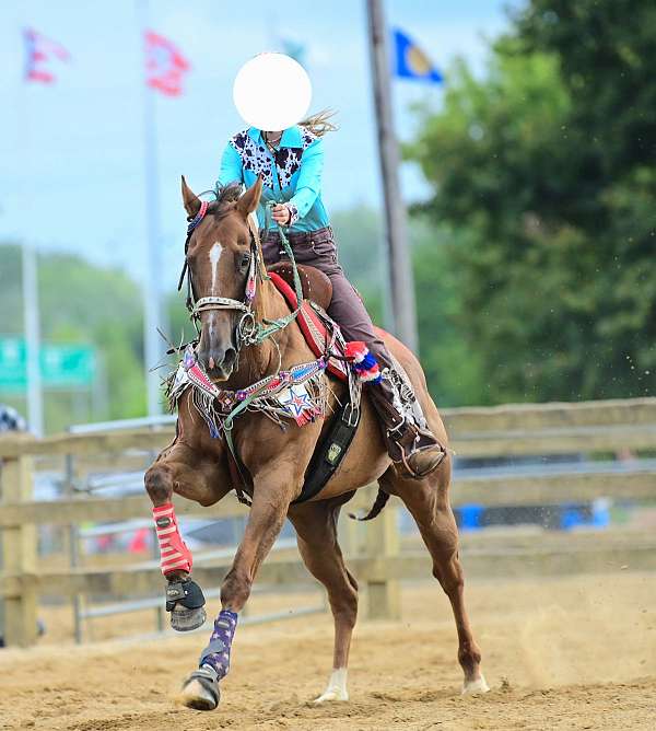 barrel-racing-quarter-horse