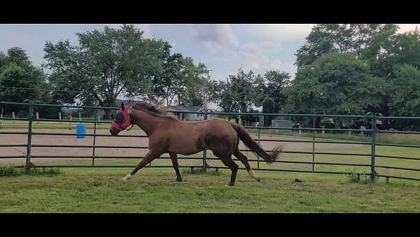 show-experience-quarter-horse