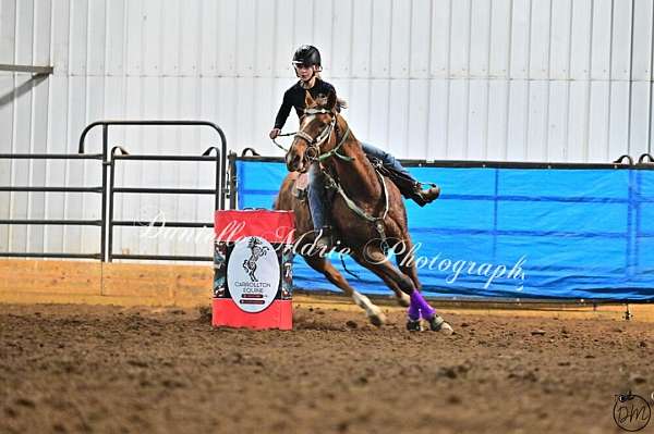ridden-western-quarter-horse