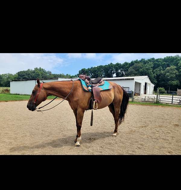 not-beginner-safe-horse