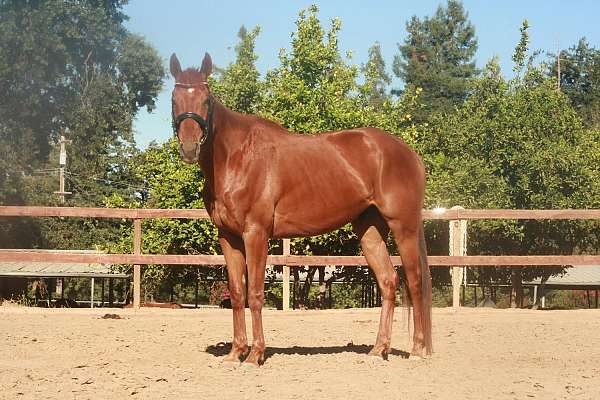 thoroughbred-gelding