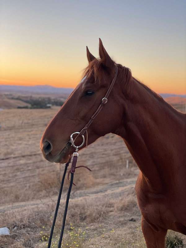 thoroughbred-horse-for-sale