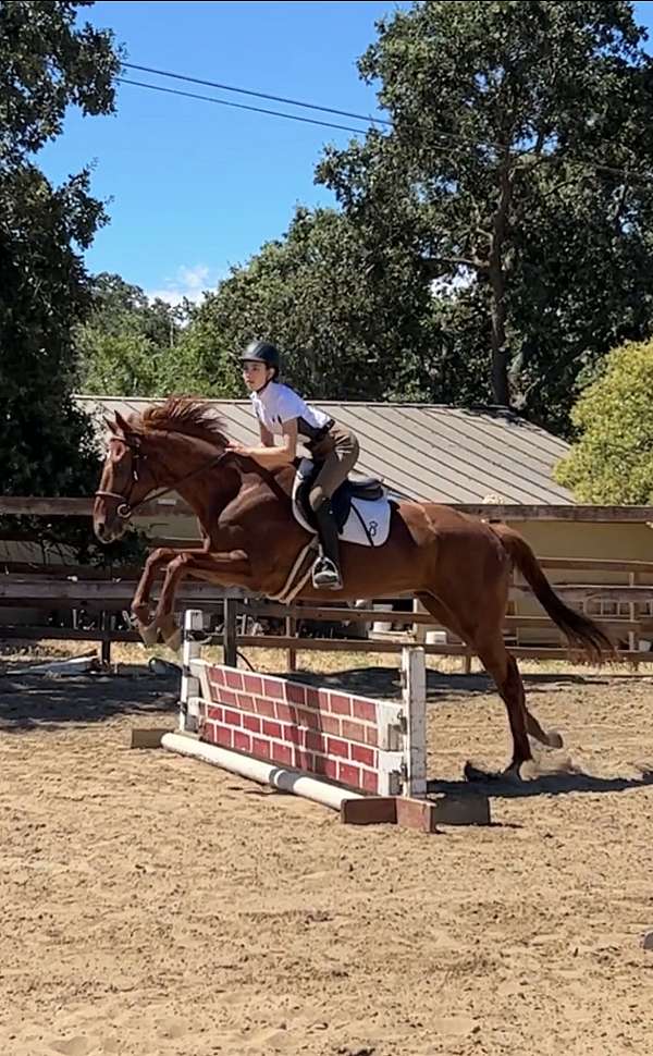 thoroughbred-horse