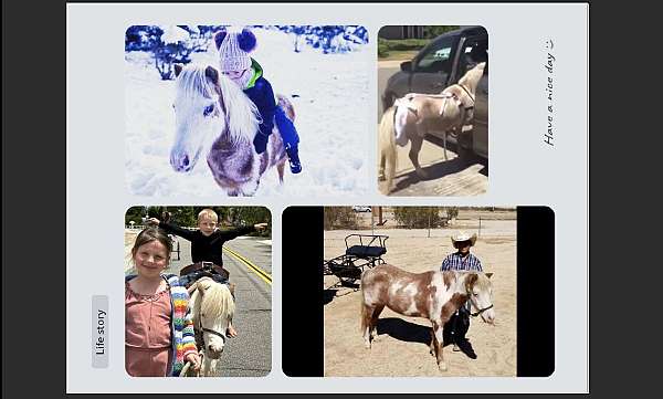 mate-miniature-horse