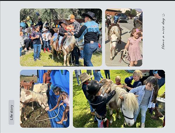 van-miniature-horse