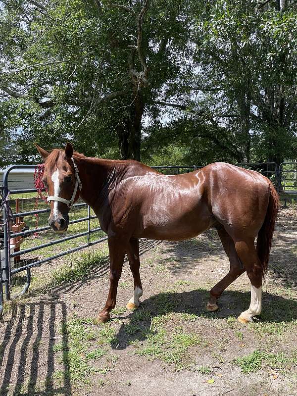 1-half-stocking-horse