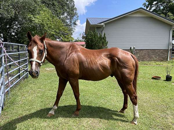 sorrel-1-half-stocking-horse