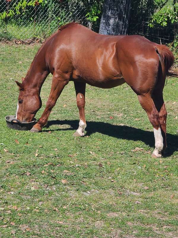 sorrel-1-stocking-horse