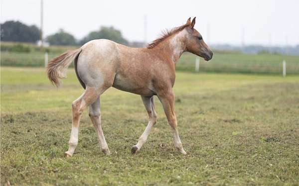 tuf-n-busy-cow-horse