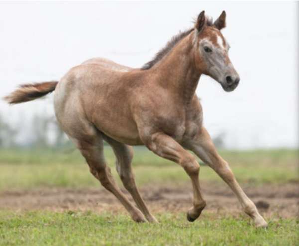 cow-breed-quarter-horse