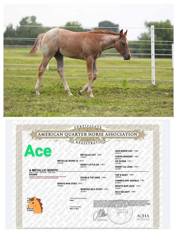 tuf-n-busy-cow-horse-quarter