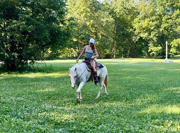 english-pleasure-paint-horse