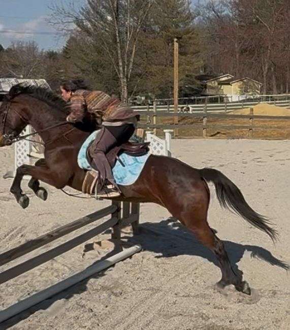 bay-a-few-hairs-might-qualify-star-pony