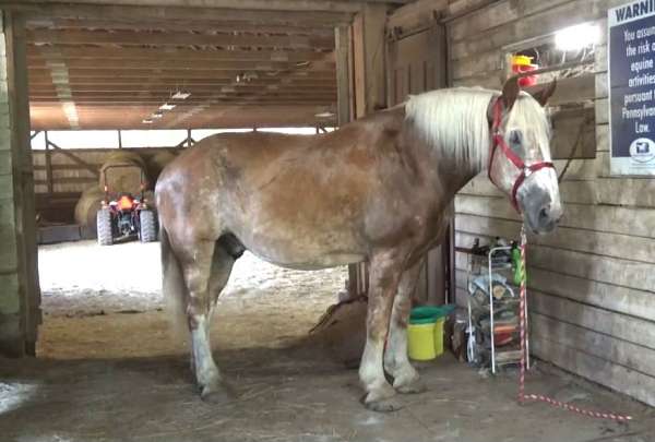 kidsafe-belgian-horse