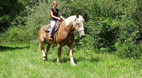 parades-belgian-horse