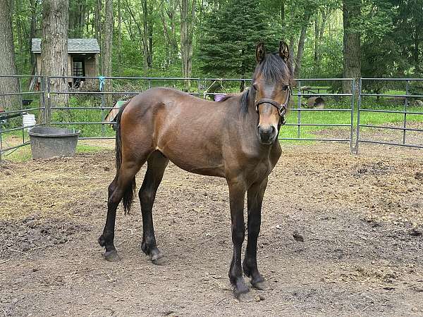 western-pleasure-canadian-friesian-horse