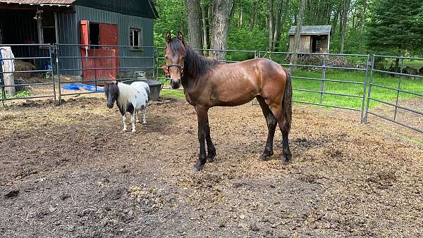 bay-canadian-friesian-gelding-yearling