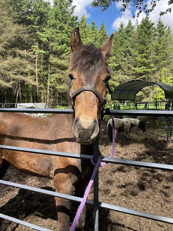 bay-canadian-friesian-horse