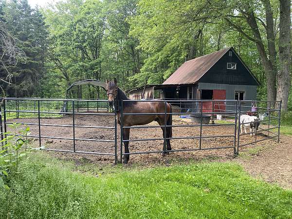 bay-canadian-friesian-for-sale