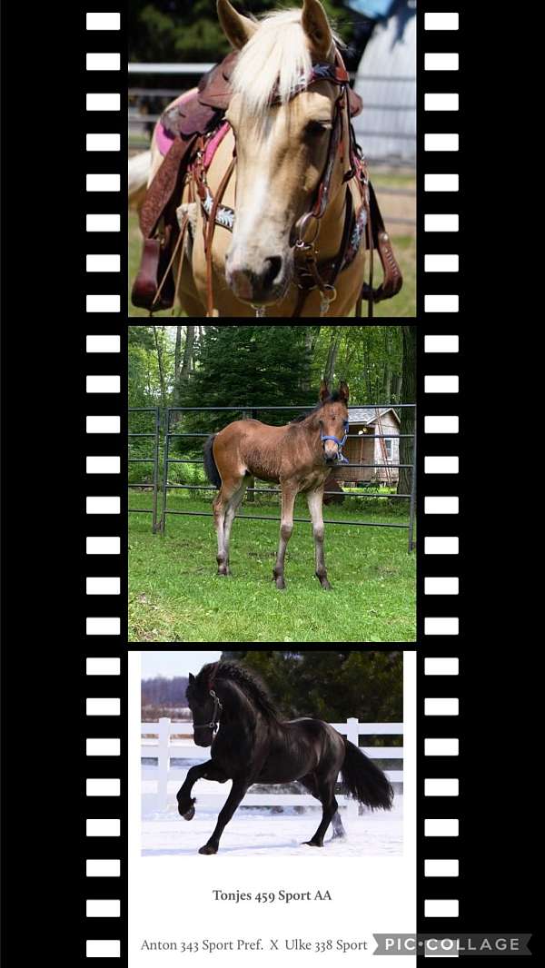 bay-canadian-friesian