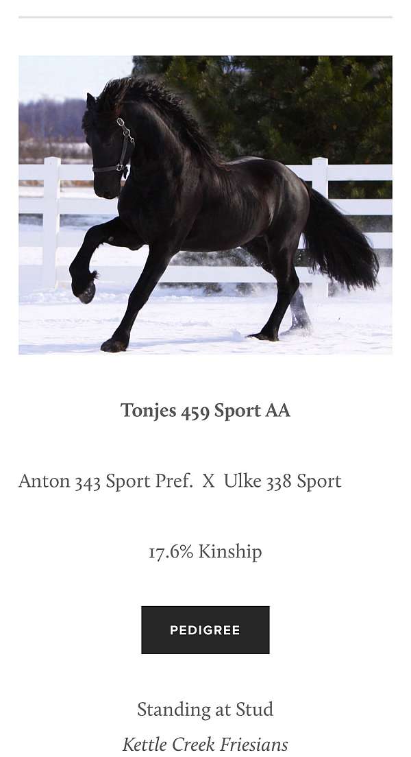 friesian-horse-for-sale