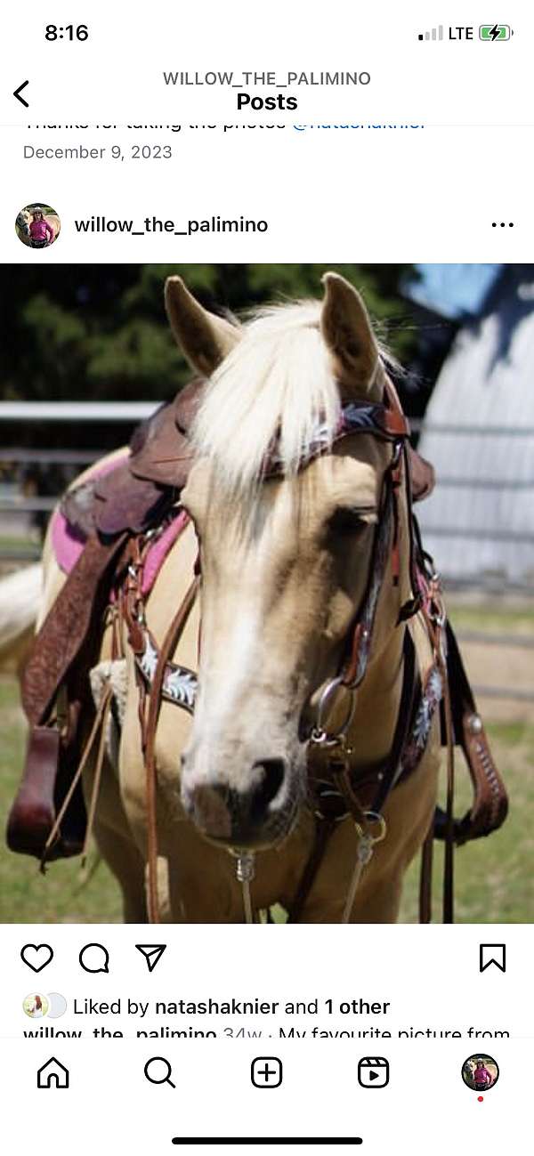 friesian-gelding