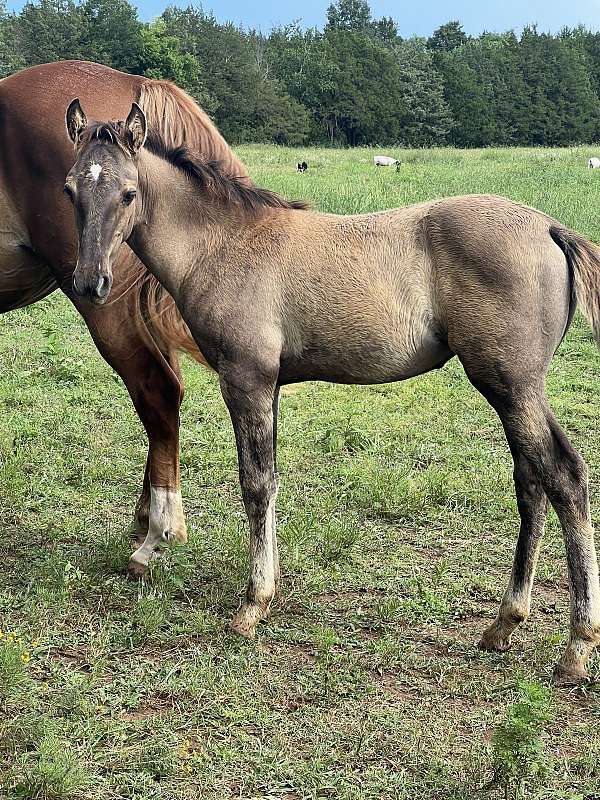 tennessee-walking-filly