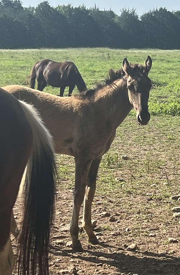 tennessee-walking-horse-for-sale