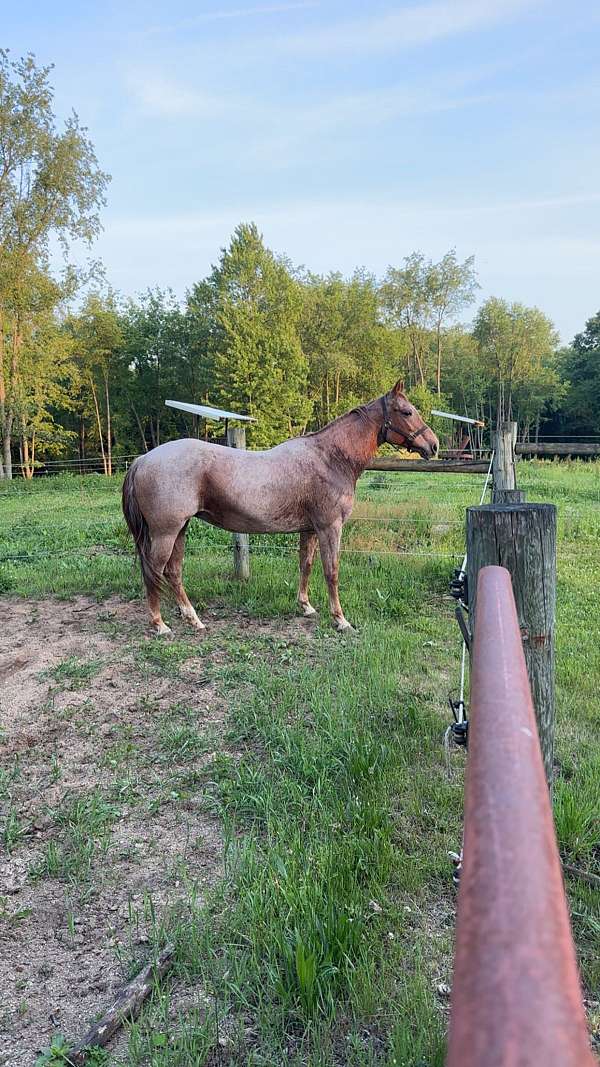 quarter-horse-for-sale