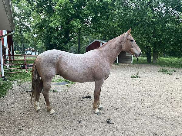 quarter-horse-broodmare