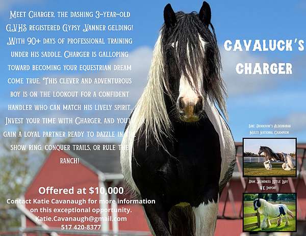 piebald-gypsy-vanner-gelding