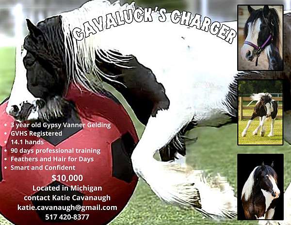 piebald-gvhs-gelding