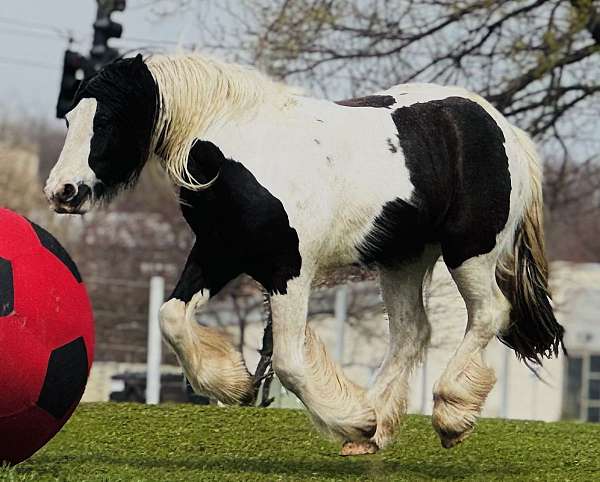 piebald-gvhs-horse