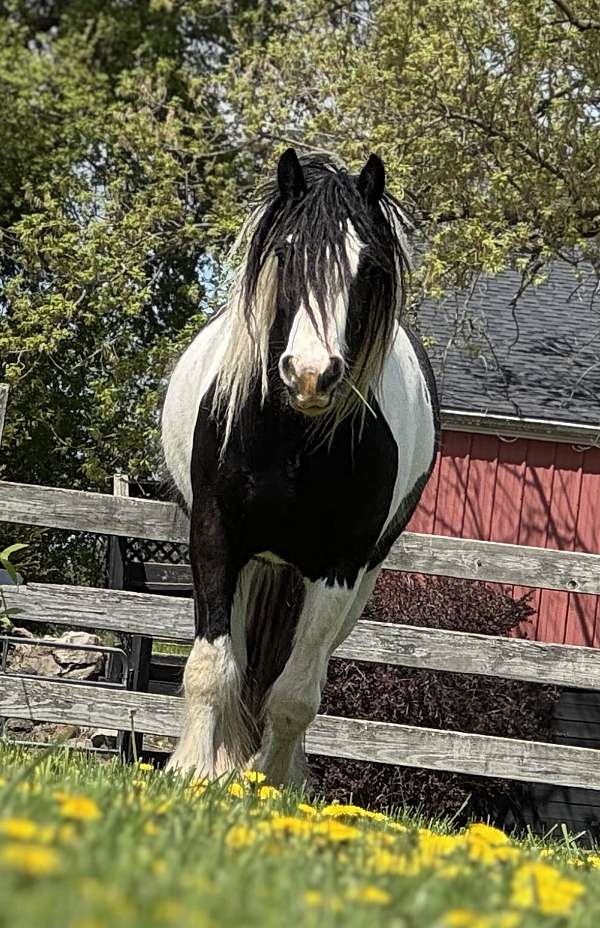 gvhs-gelding