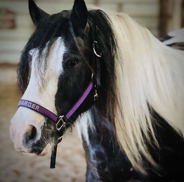 14-hand-gypsy-vanner-gelding