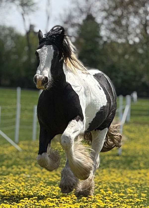 piebald-gelding-for-sale