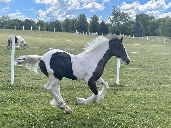 piebald-gypsy-vanner-for-sale