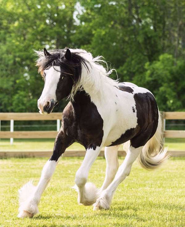 14-hand-gypsy-vanner-horse