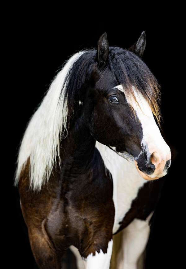 14-hand-piebald-horse