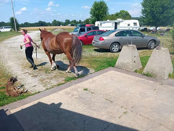 red-roan-hun-horse