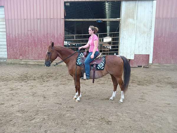 hun-gelding