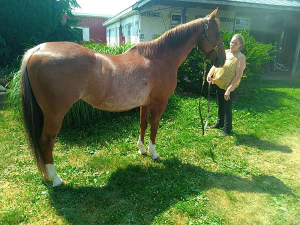 all-around-quarter-horse