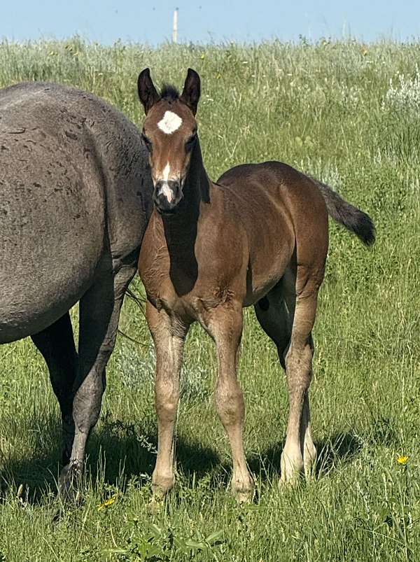 foal