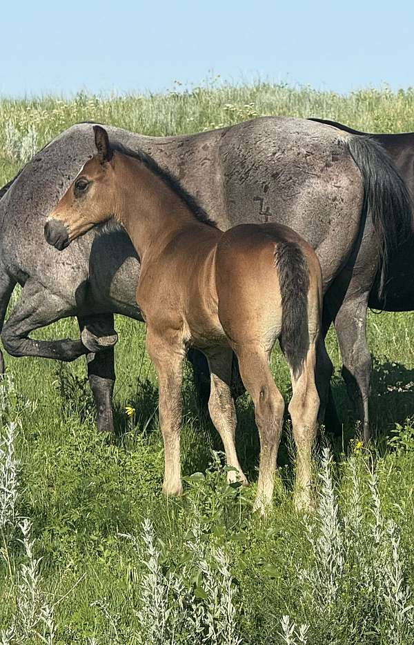 cross-draft-horse