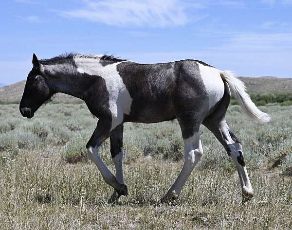 blue-roan-paint-draft-horse