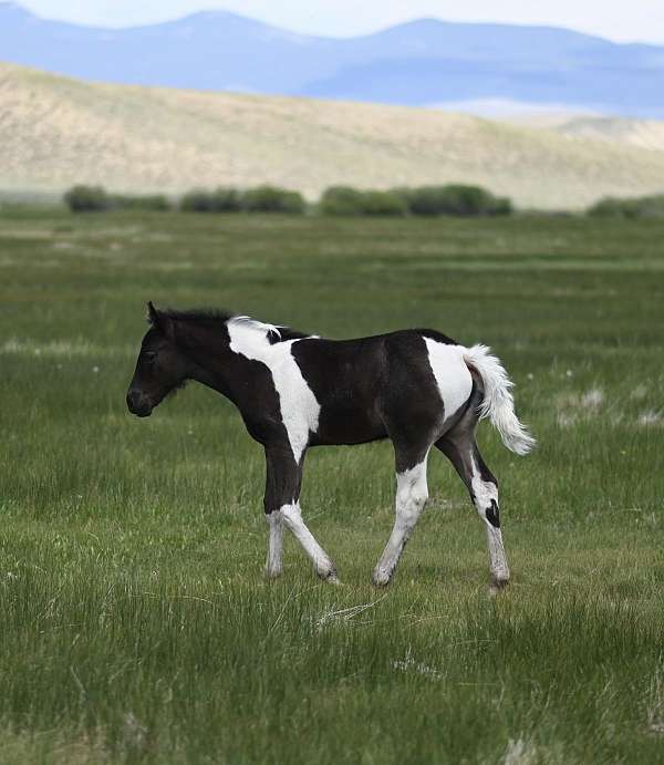 aqha-blue-roan-draft-horse